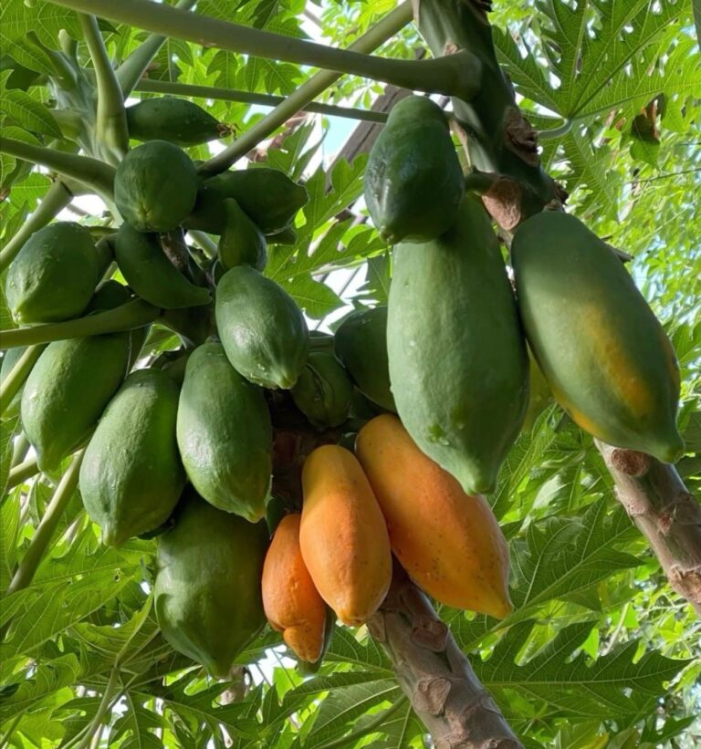 Papaya 1 kg