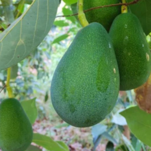 Avokado 1 Adet