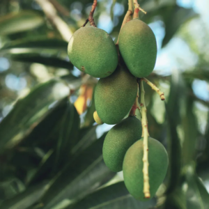 Mango 1 kg