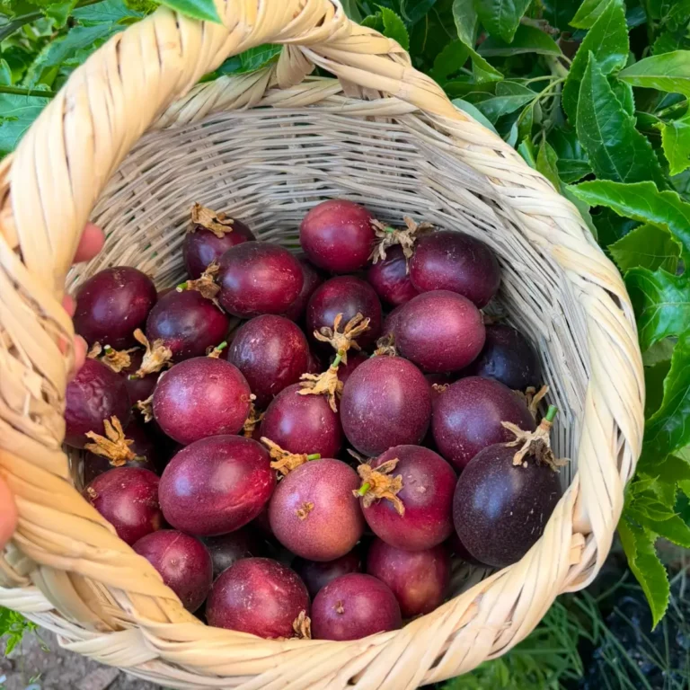 Pasiflora 1 kg