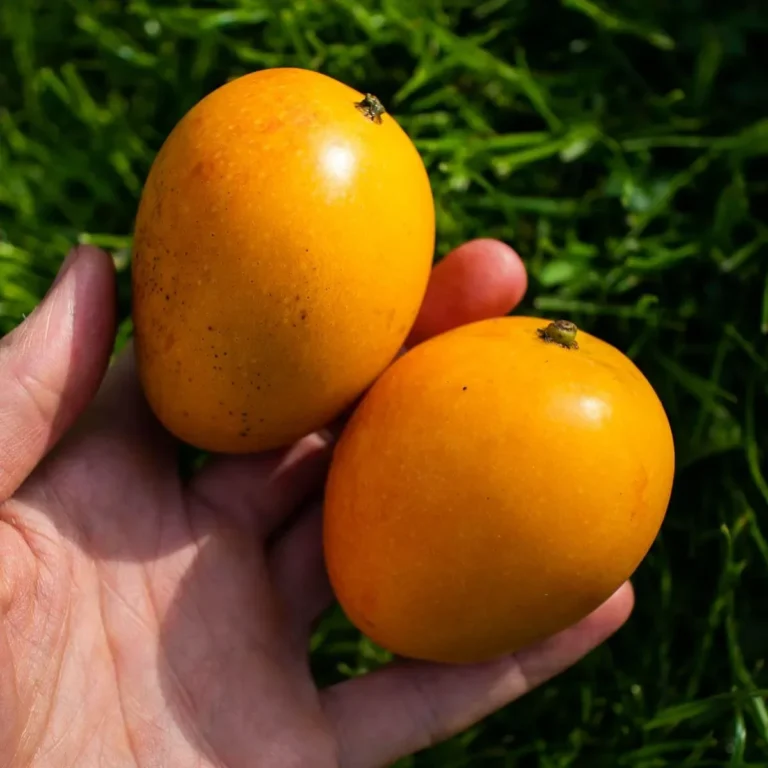 Baby Mango 1 Kg